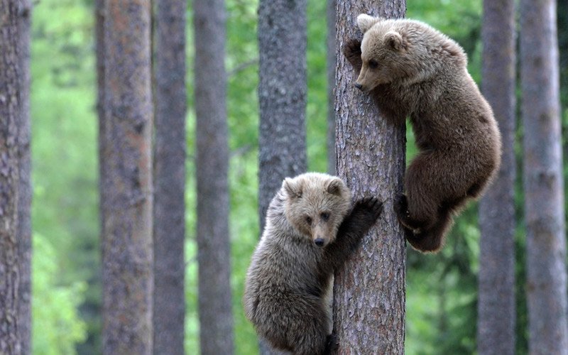 bears-in-trees