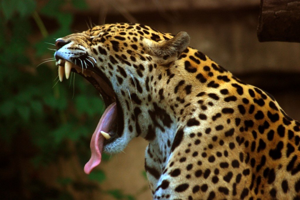 Panthera_onca_at_the_Toronto_Zoo_2