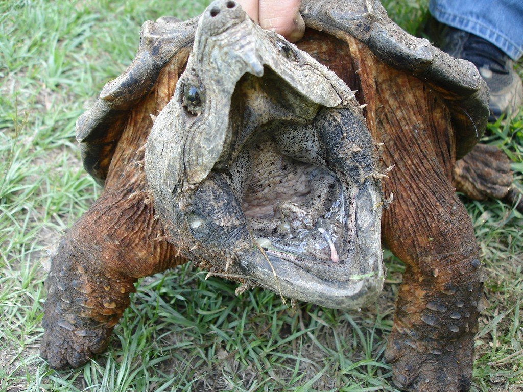 alligator_snapping_turtle_tongue