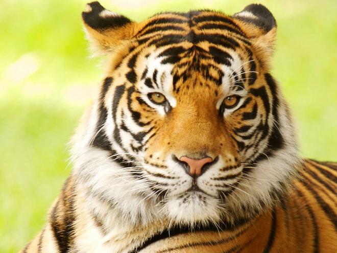 bengal-tiger-why-matter_7341043