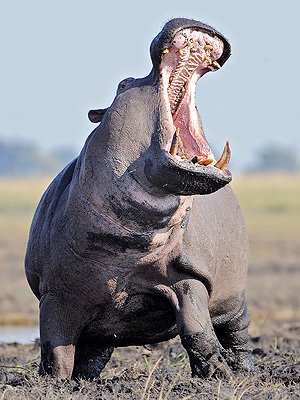 hippo-300