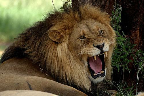 lion_roaring