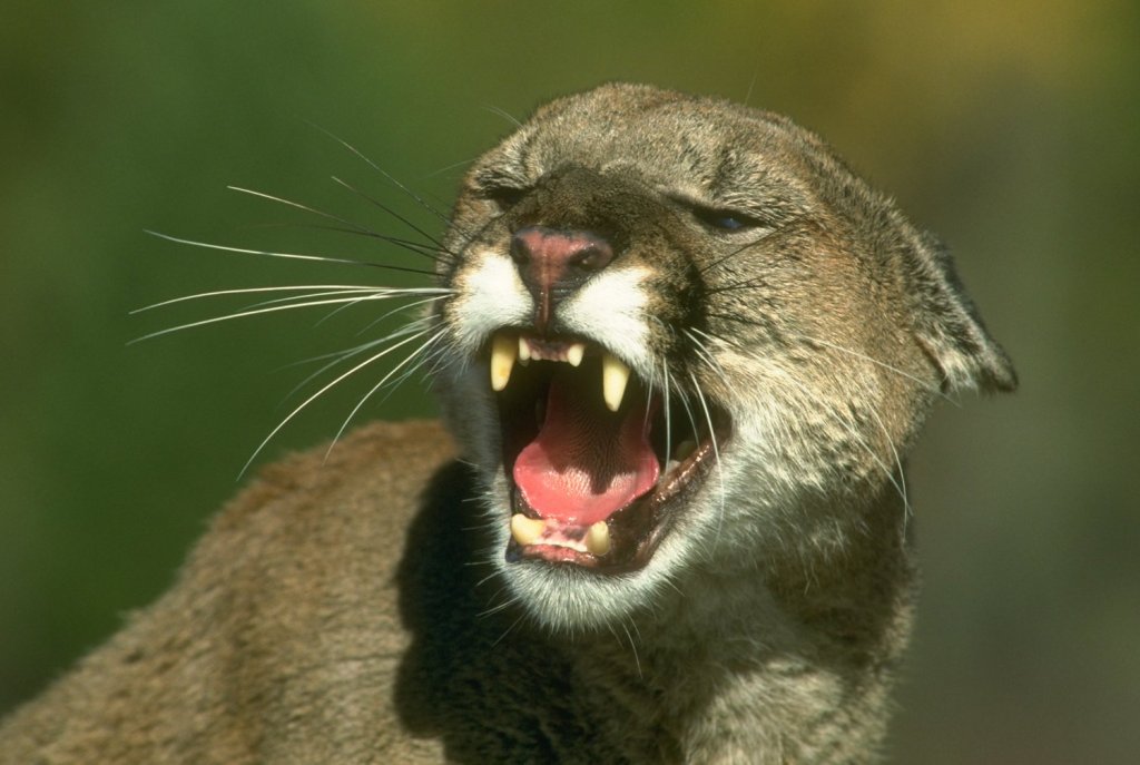 mountain-lion-teeth1