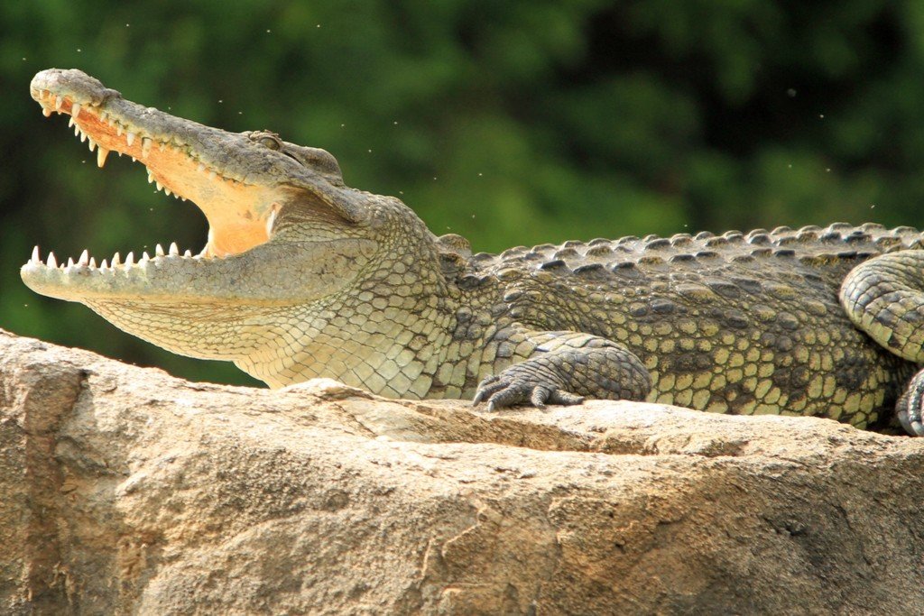 nile-crocodile-facts