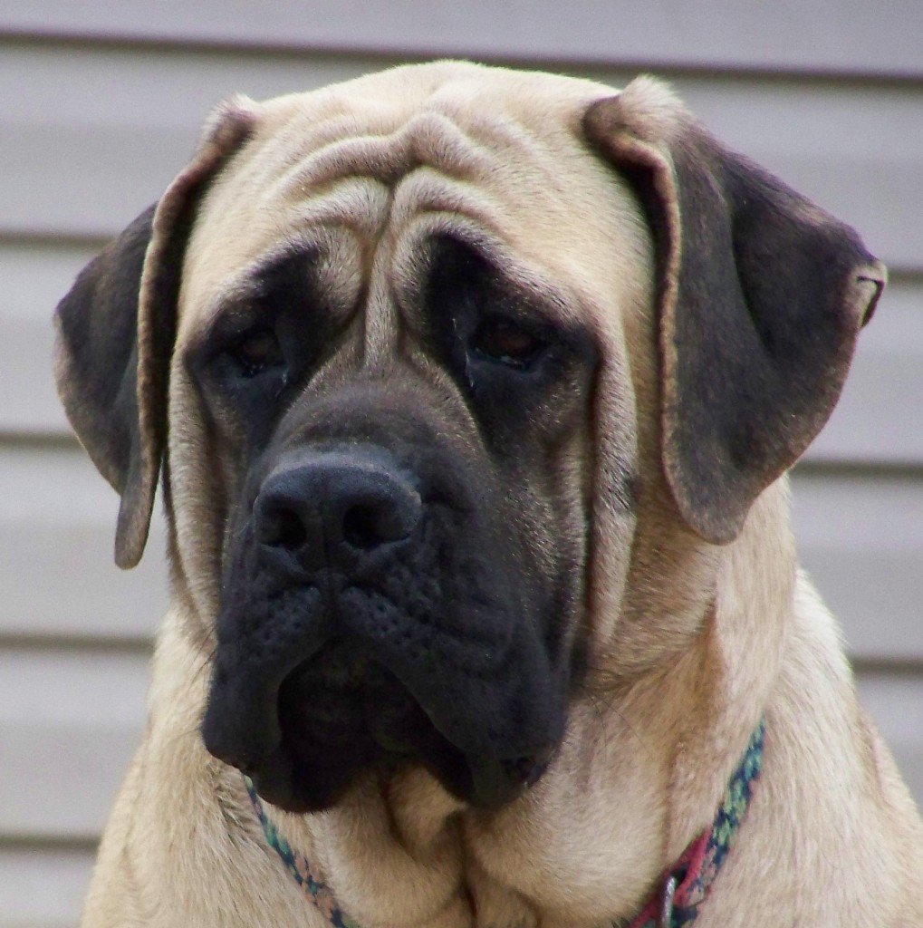 sad-english-mastiff-photo