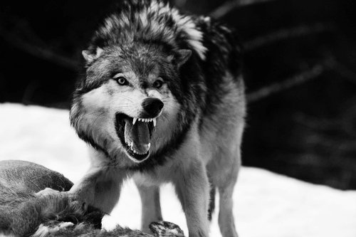 snarling_wolf_in_black_and_white