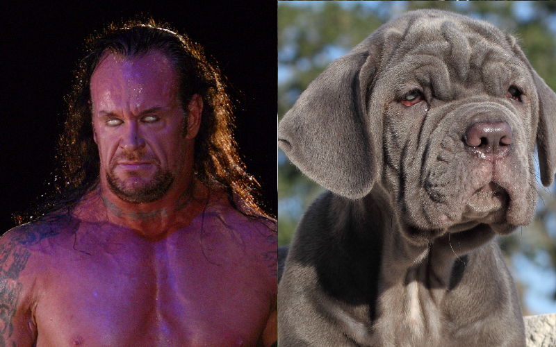 taker dogs