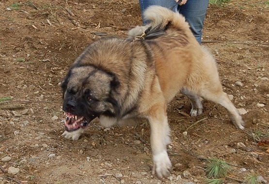 Caucasian_Shepherd_protection_work2