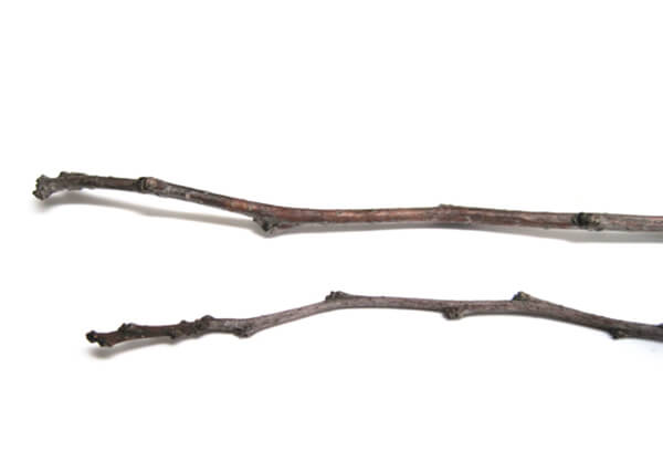 two_twigs