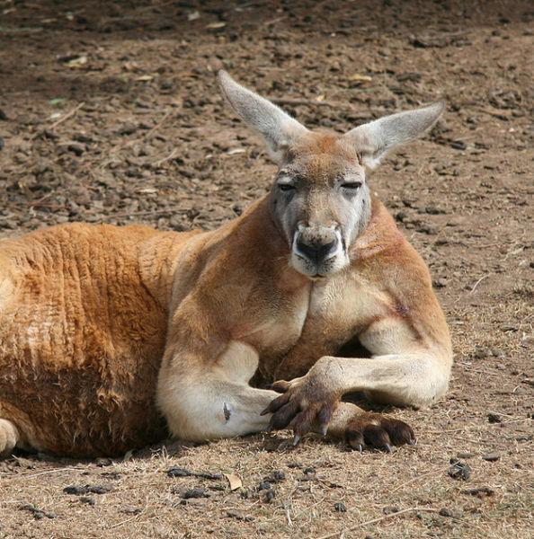 Actually, steroid-using kangaroos kind of makes sense...