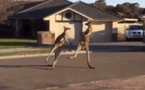 kangaroo-mma-fight