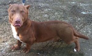 pitbull-dachshund-mix-breed-dog-rami-coverimage