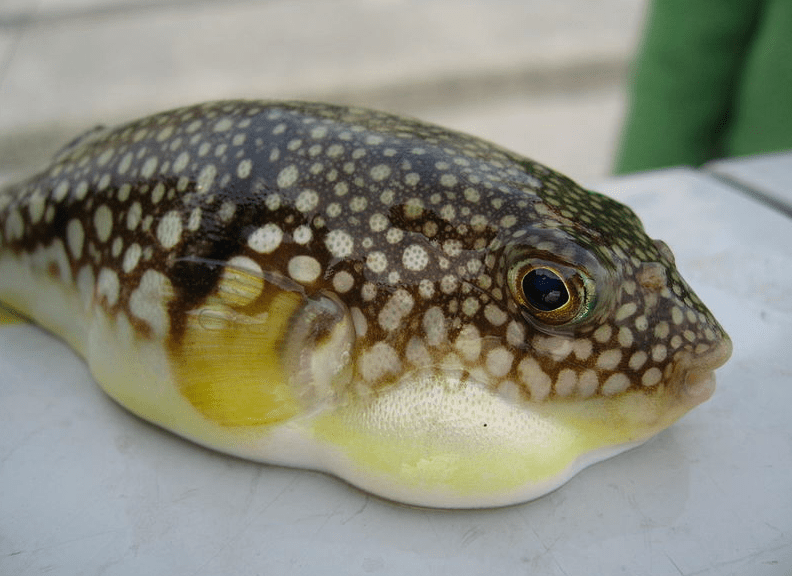 fish good protein 