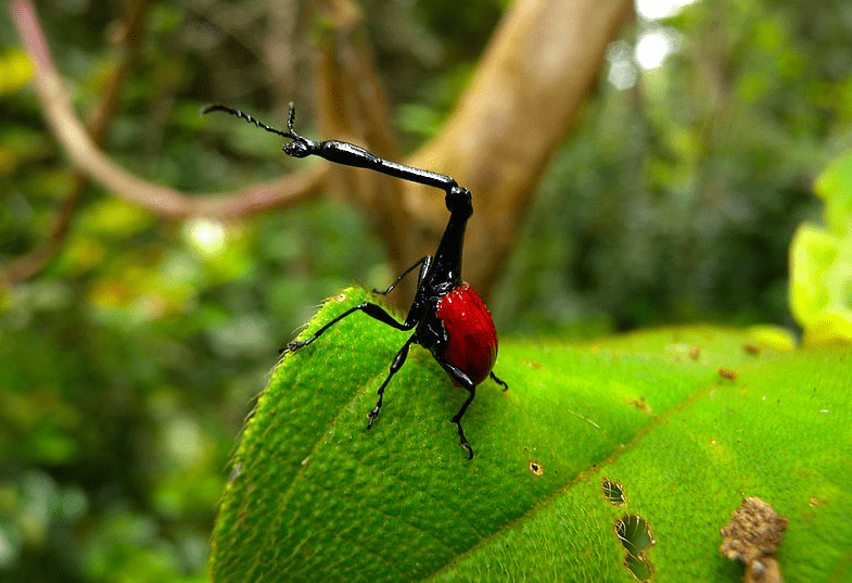 eat giraffe weevil
