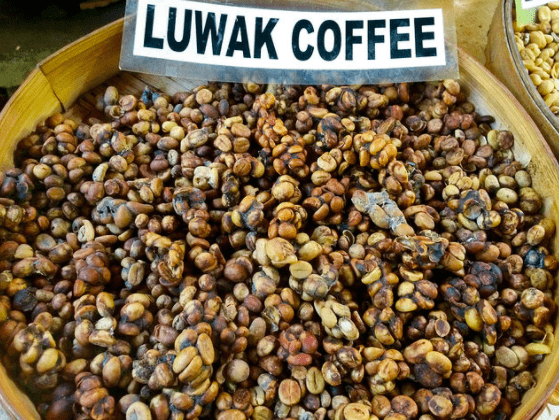 luwak coffee not too much caffine