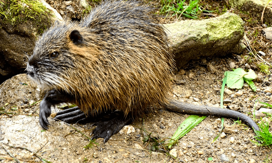 Nutria