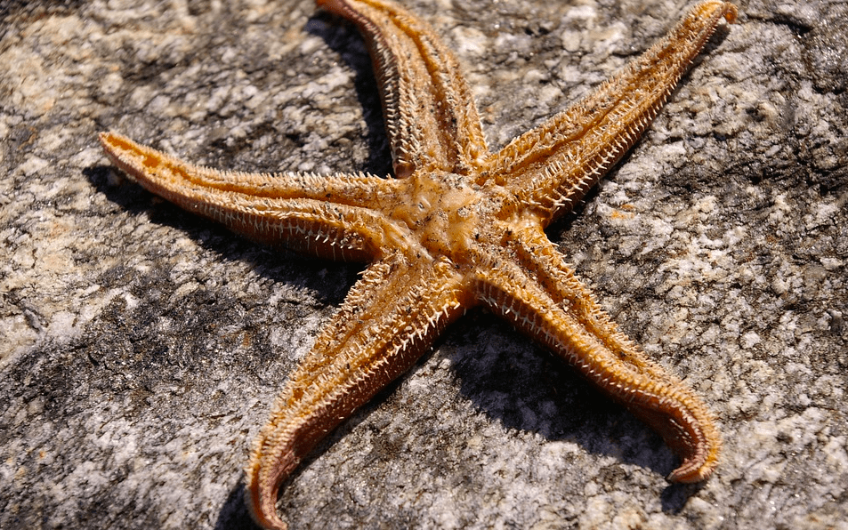 Eat Starfish