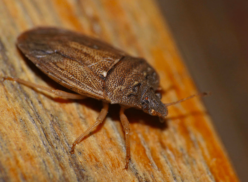 Eat bugs