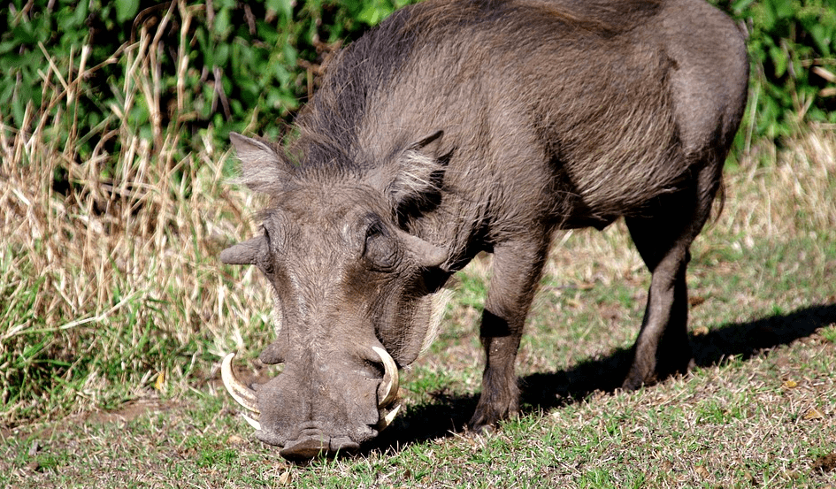 warthog anus