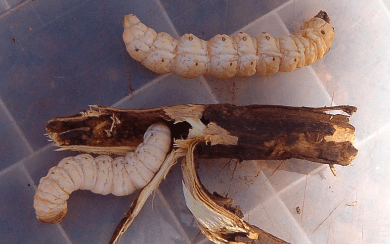 worms to eat