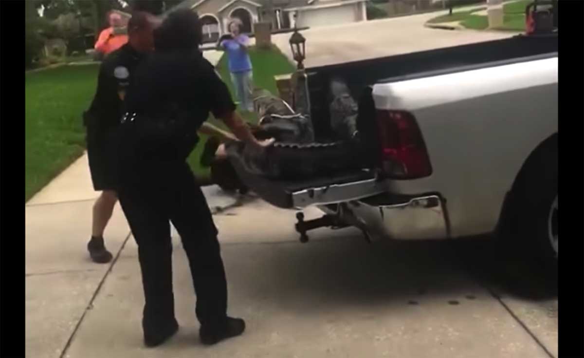 Alligator Knockout Man