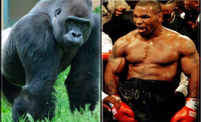 Mike Tyson Fight Gorilla